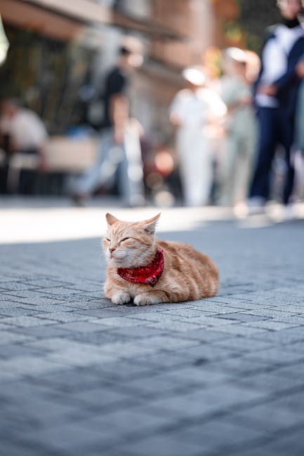 bilinçaltı kedi görmek