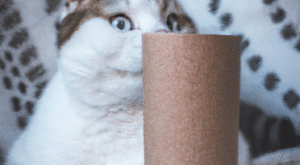 Rüyada Kedi Görmek Rüyada Kedi Görmek