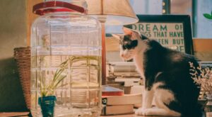 Rüyada Beyaz Kedi Görmek Rüyada Beyaz Kedi Görmek