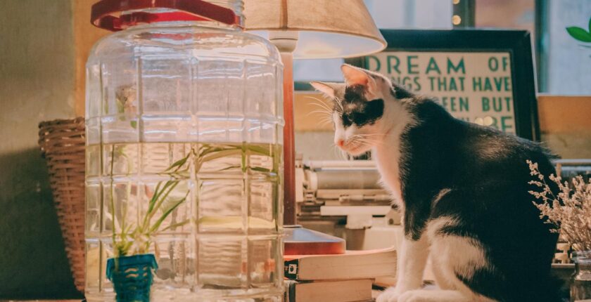 Rüyada Beyaz Kedi Görmek Rüyada Beyaz Kedi Görmek