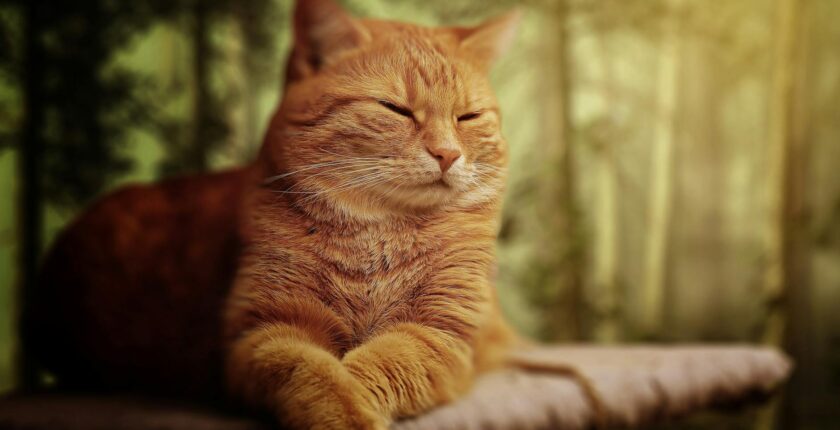 Rüyada Sarı Kedi Görmek Rüyada Sarı Kedi Görmek