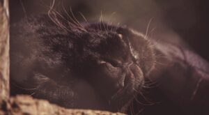 Rüyada Siyah Kedi Görmek Rüyada Siyah Kedi Görmek