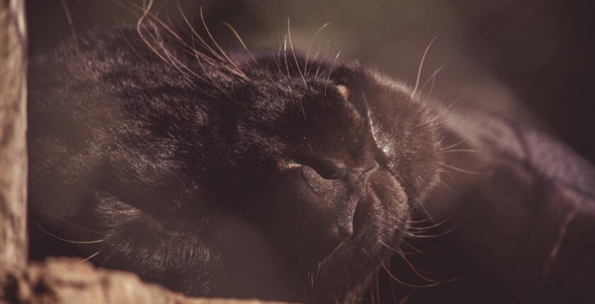Rüyada Siyah Kedi Görmek Rüyada Siyah Kedi Görmek